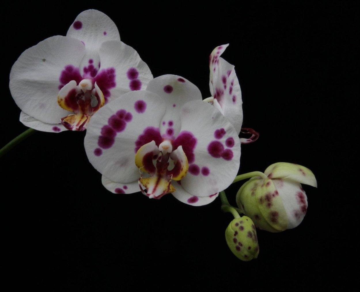 Фаленопсис Arlekin