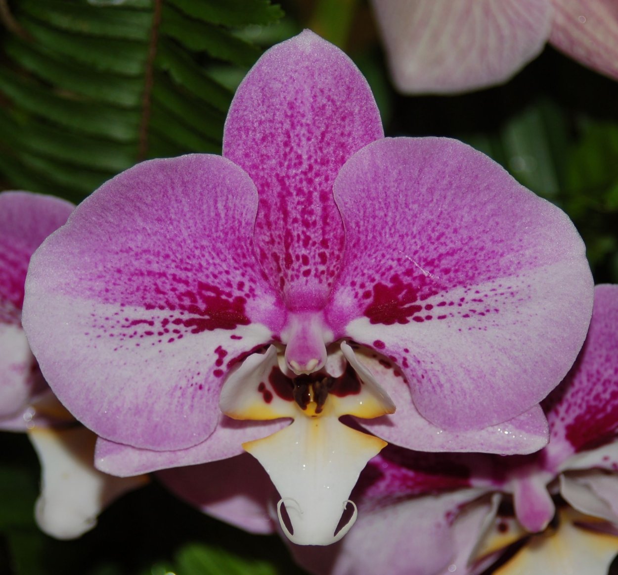 Фаленопсис Сурф Сонг