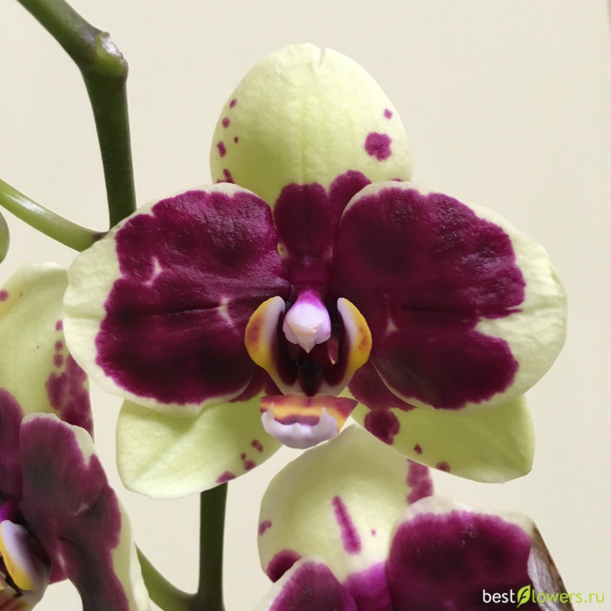 Фаленопсис Chian Xen Angel