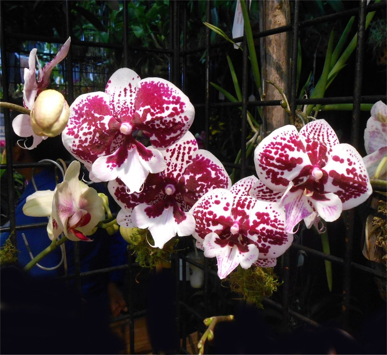 Орхидея фаленопсис арлекин