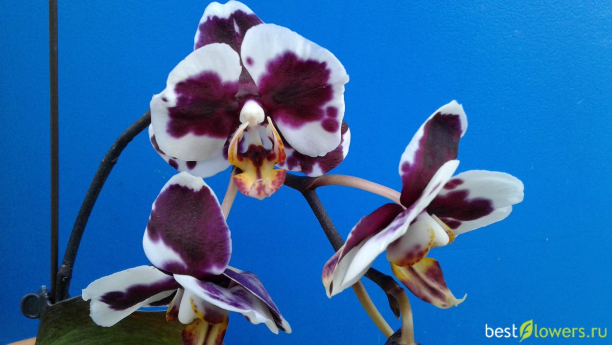 Орхидея Phalaenopsis Arlekin