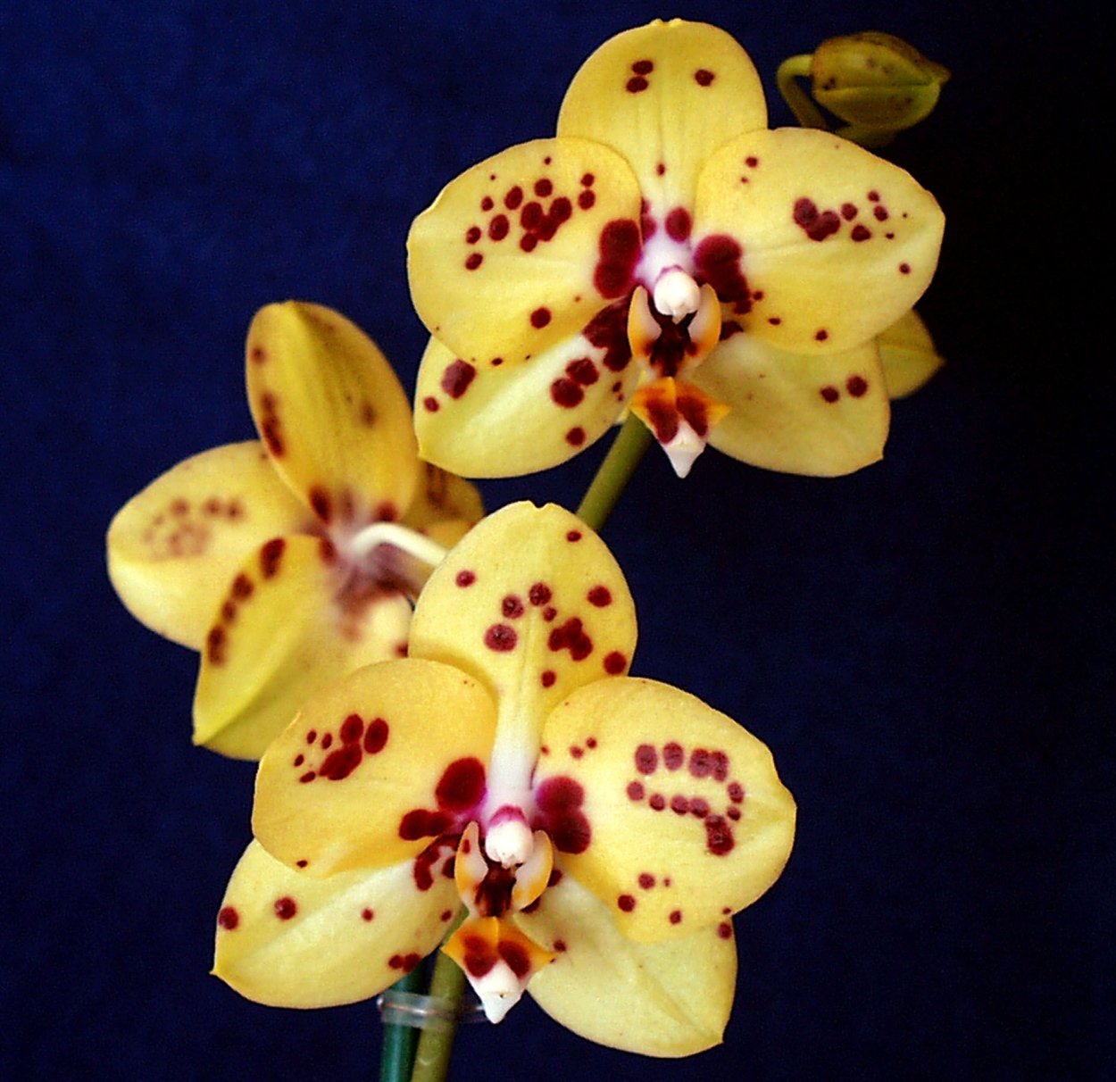 Phalaenopsis Mituo Diamond