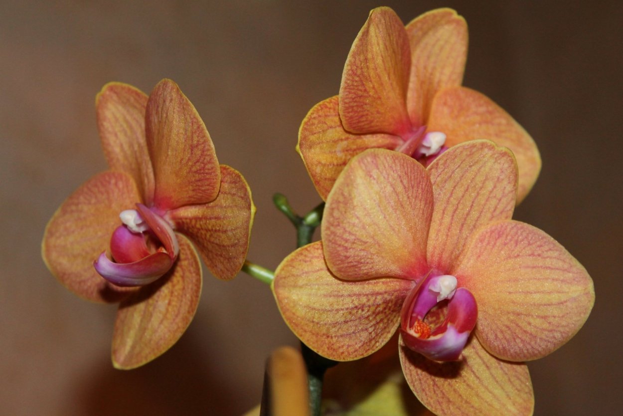 Орхидея Phalaenopsis Margarita