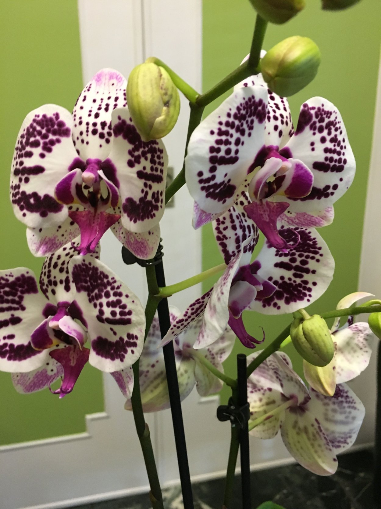 Орхидея Phalaenopsis Panda