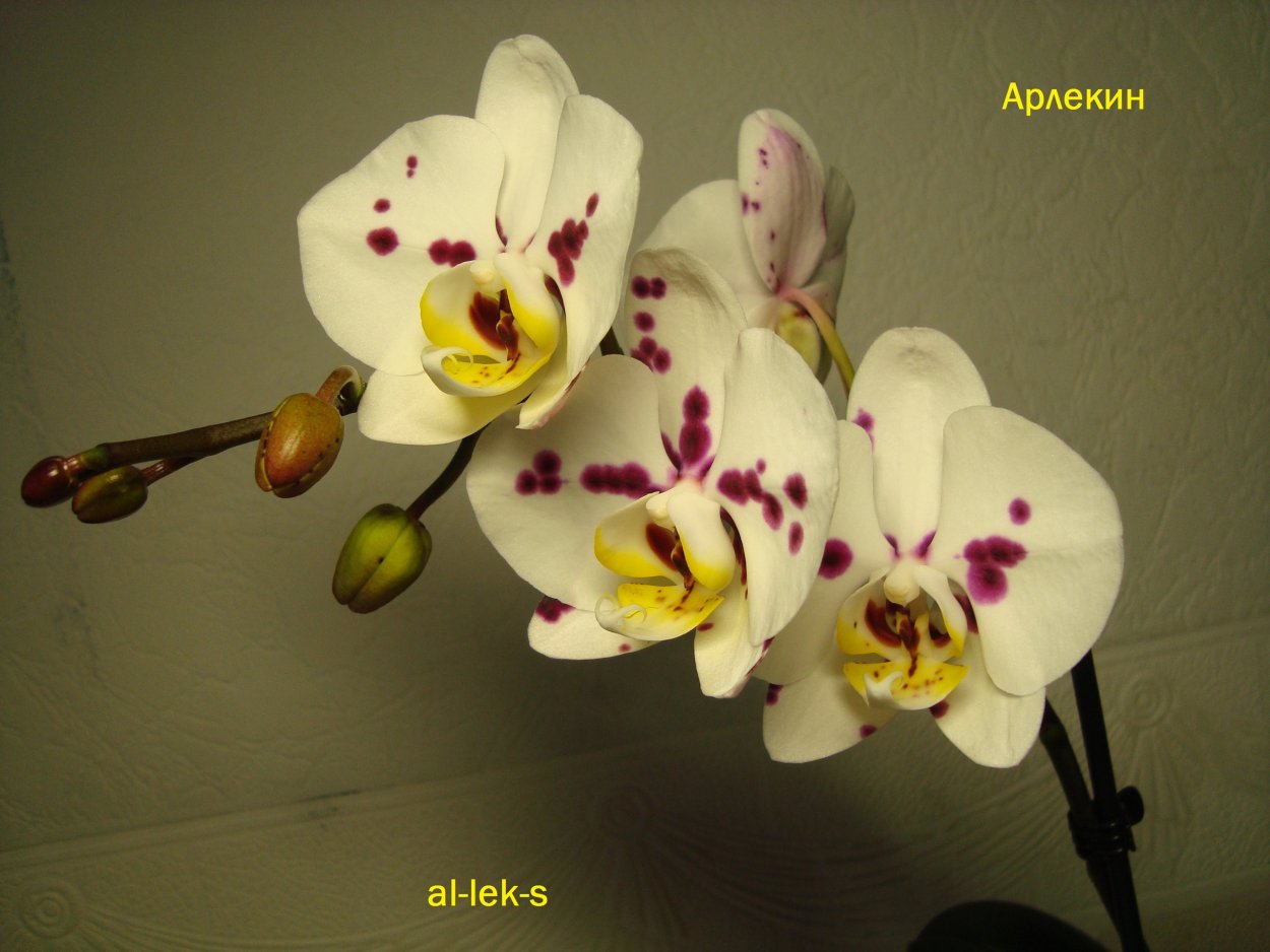 Фаленопсис Старфиш