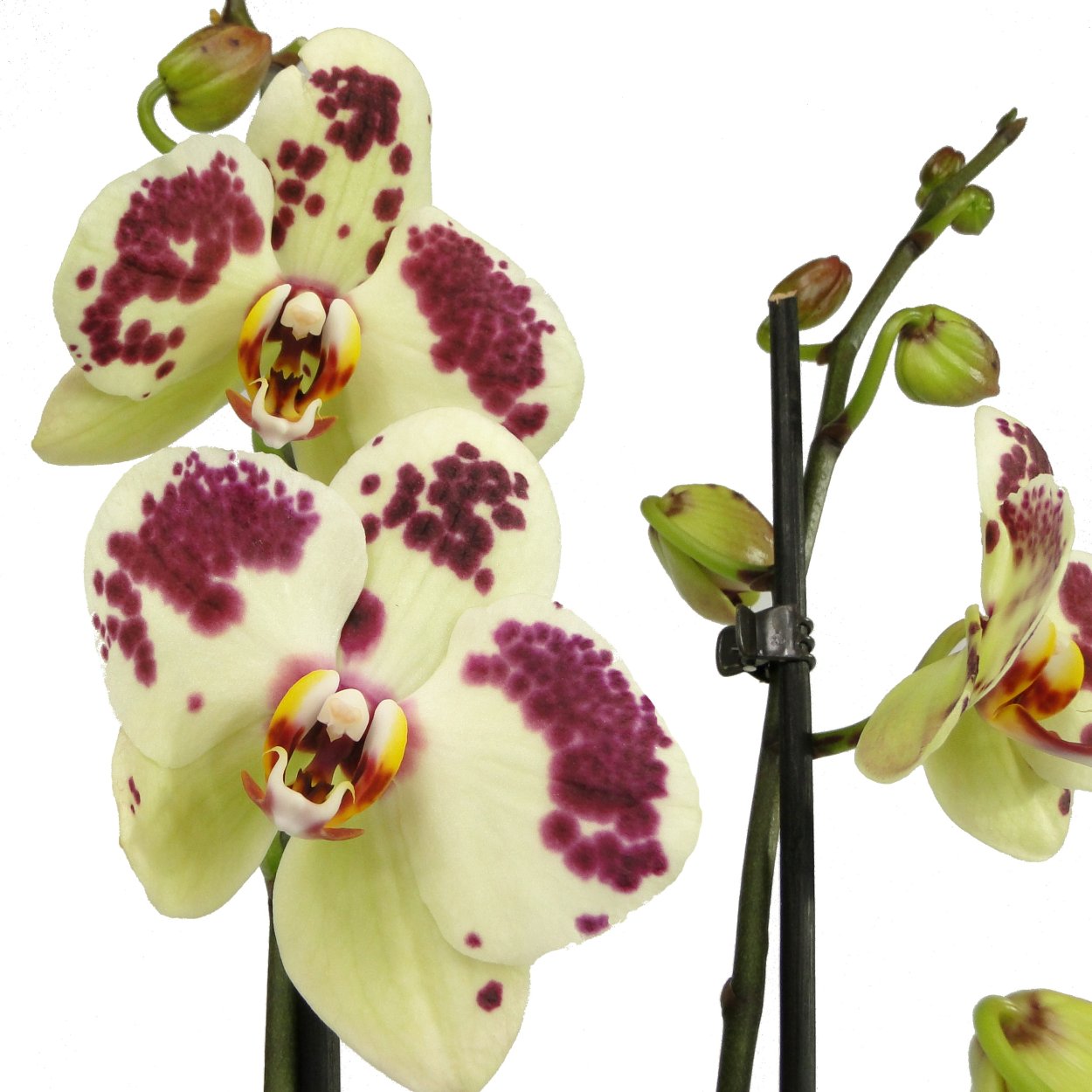 Фаленопсис Голден БРИК