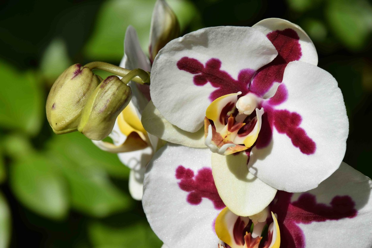 Фаленопсис №4 Орхорай