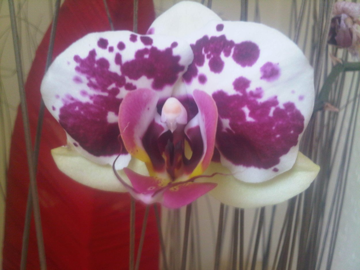 Фаленопсис гибридный