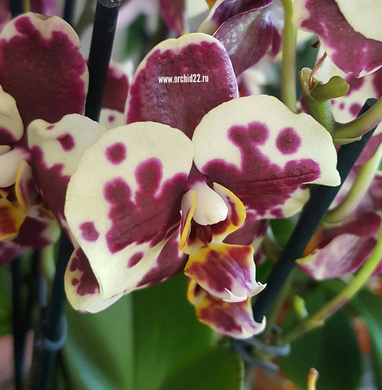 Фаленопсис Кандела