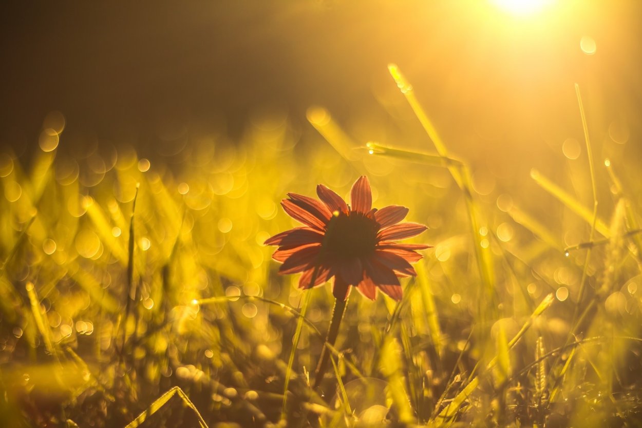 Цветы в солнечных лучах