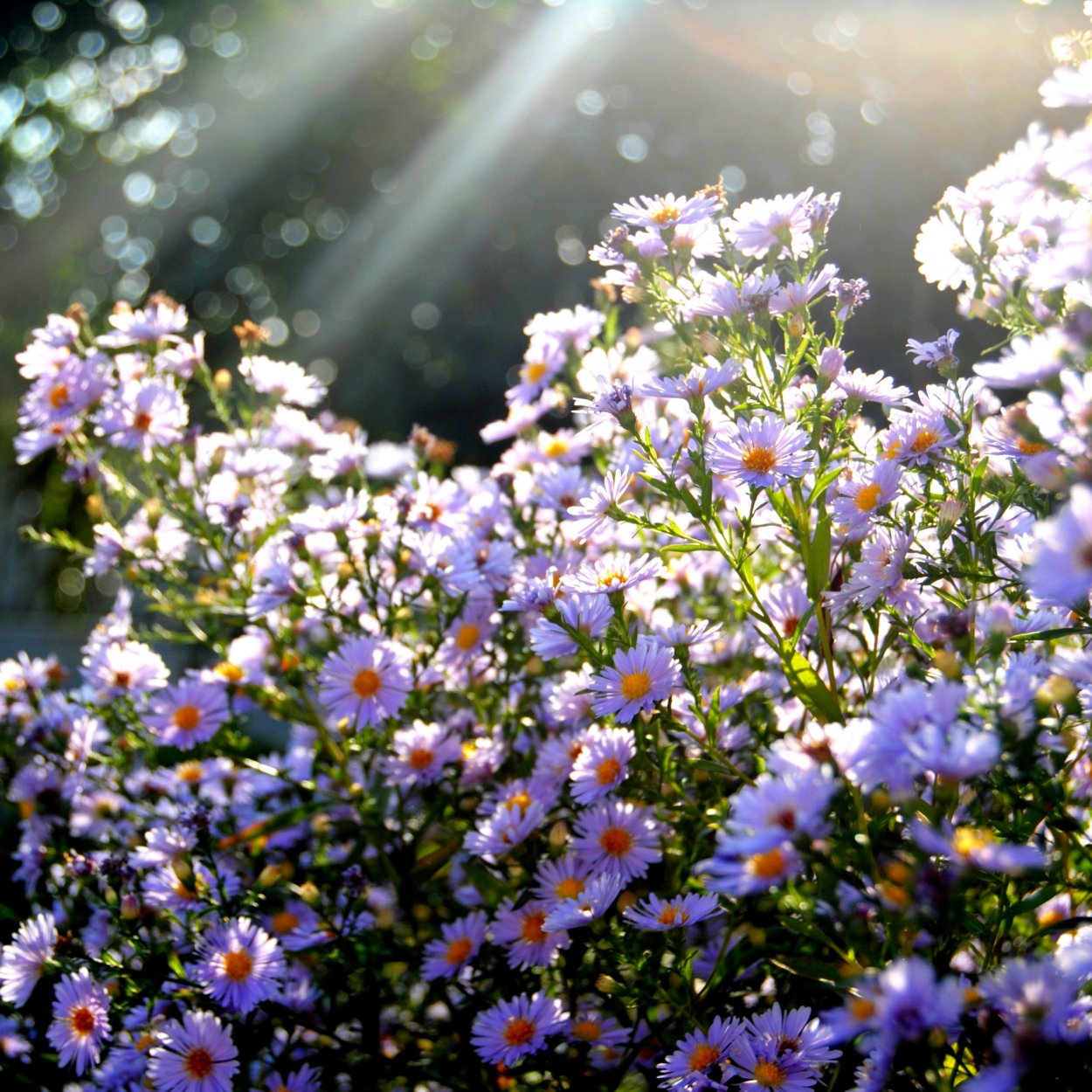 Солнечный цветок