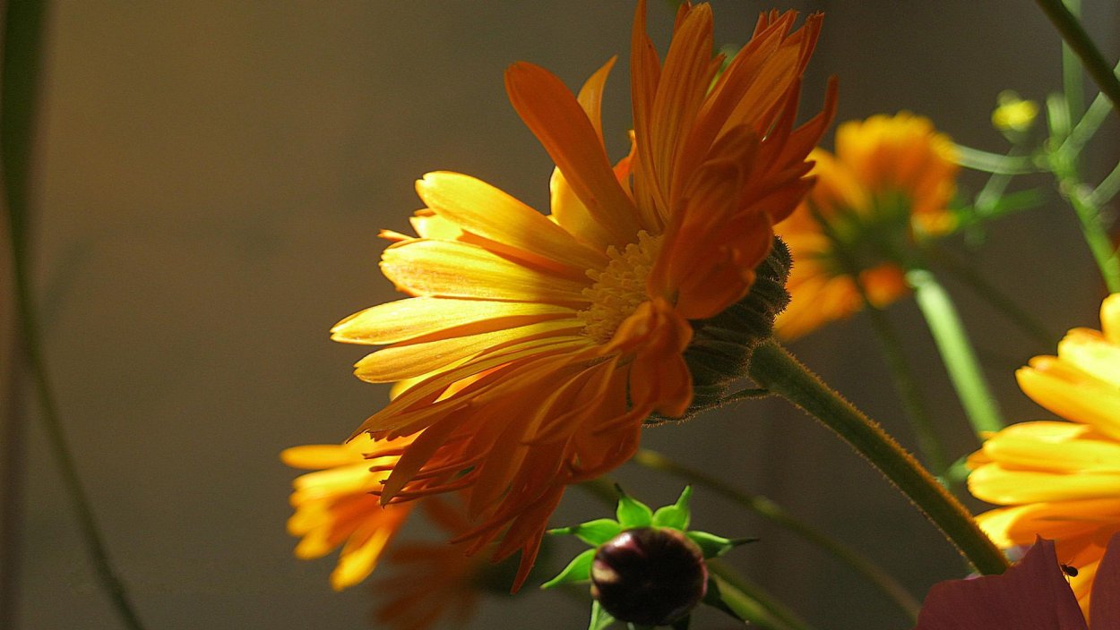 Утро цветы солнце