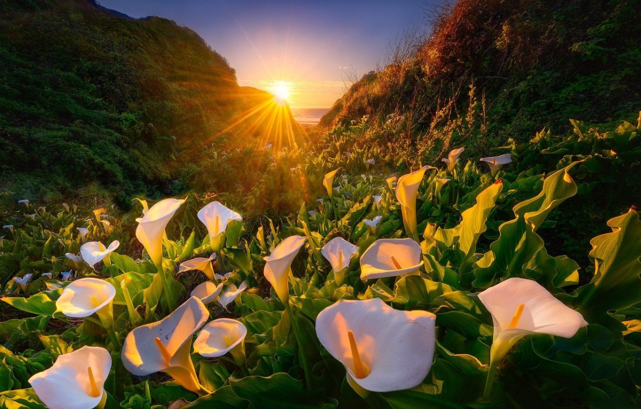 Цветы и солнце