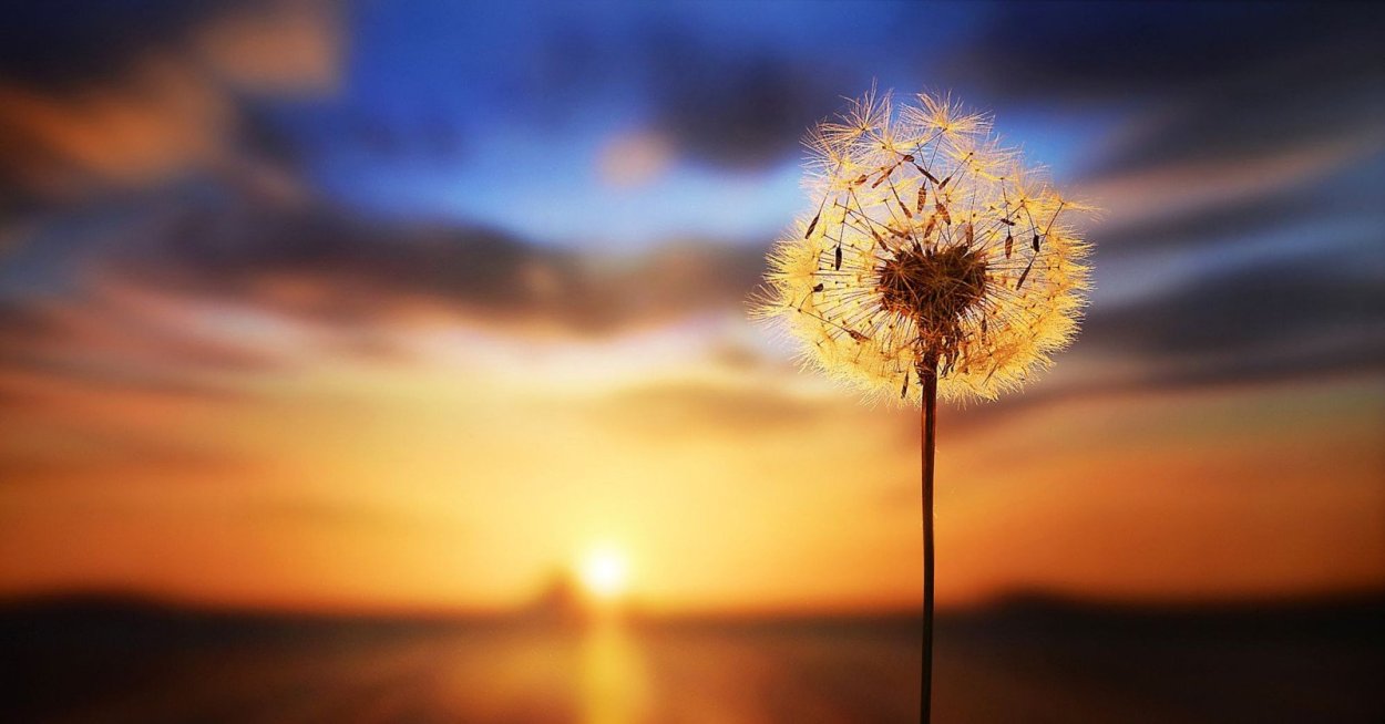 Полевые цветы в лучах солнца