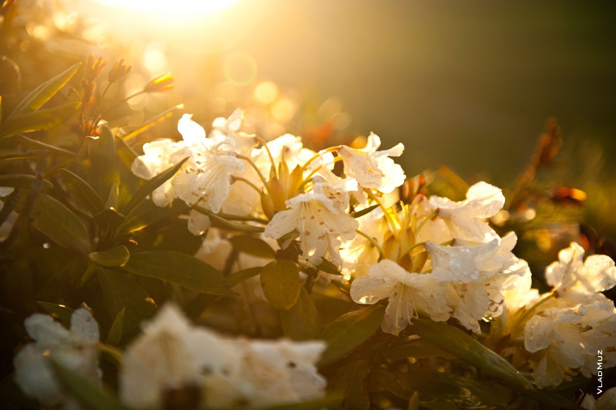 Цветы освещенные солнцем