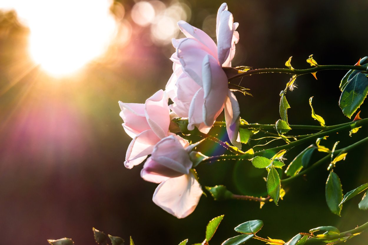 Трава в лучах солнца