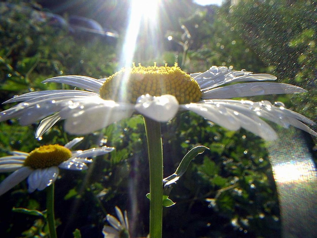 Дивная природа