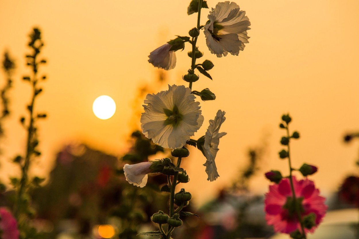 Поляна цветов