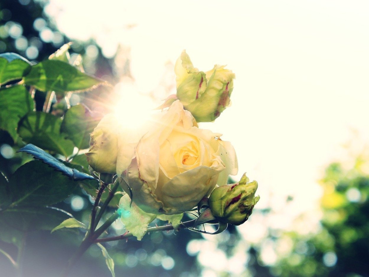 Поле ромашек