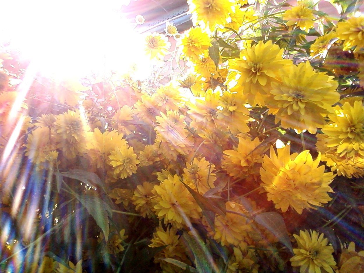 Природа солнце