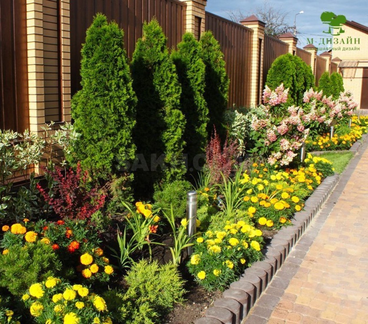 Туя Даника в миксбордере