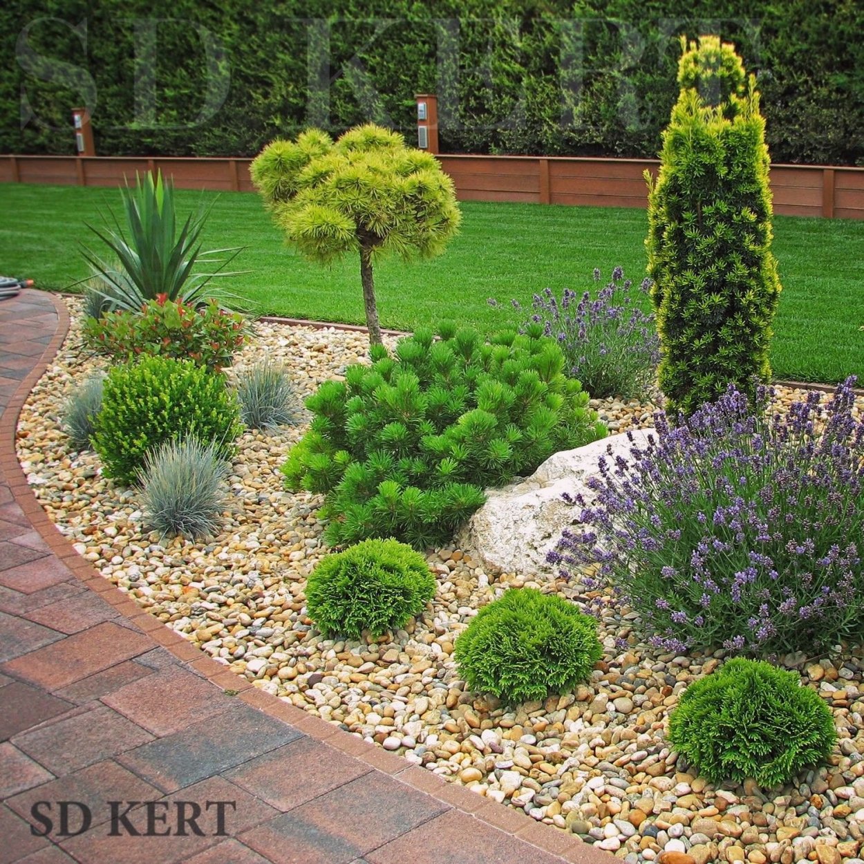 Туя Даника в миксбордере