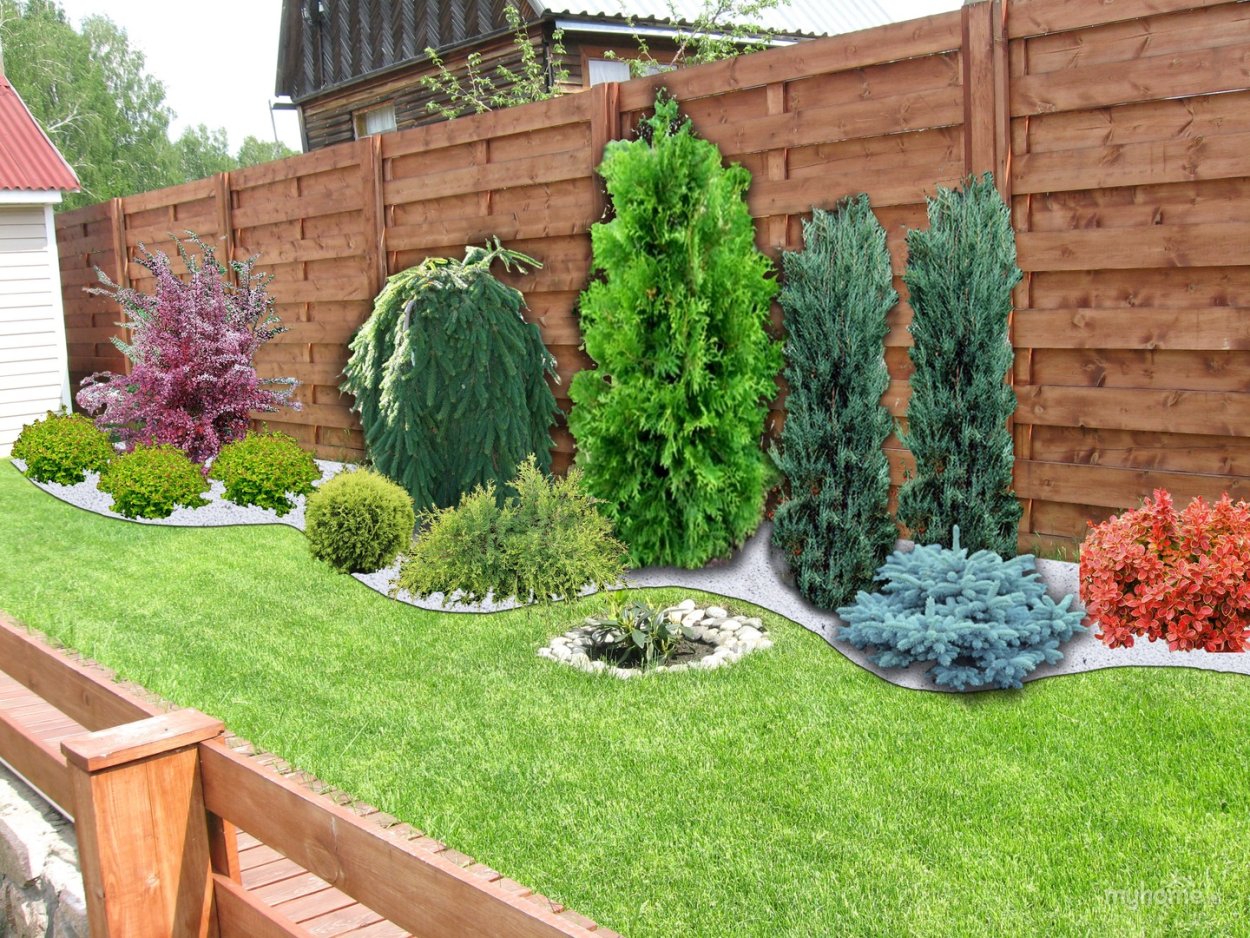 Хвойники Барбарис спирея