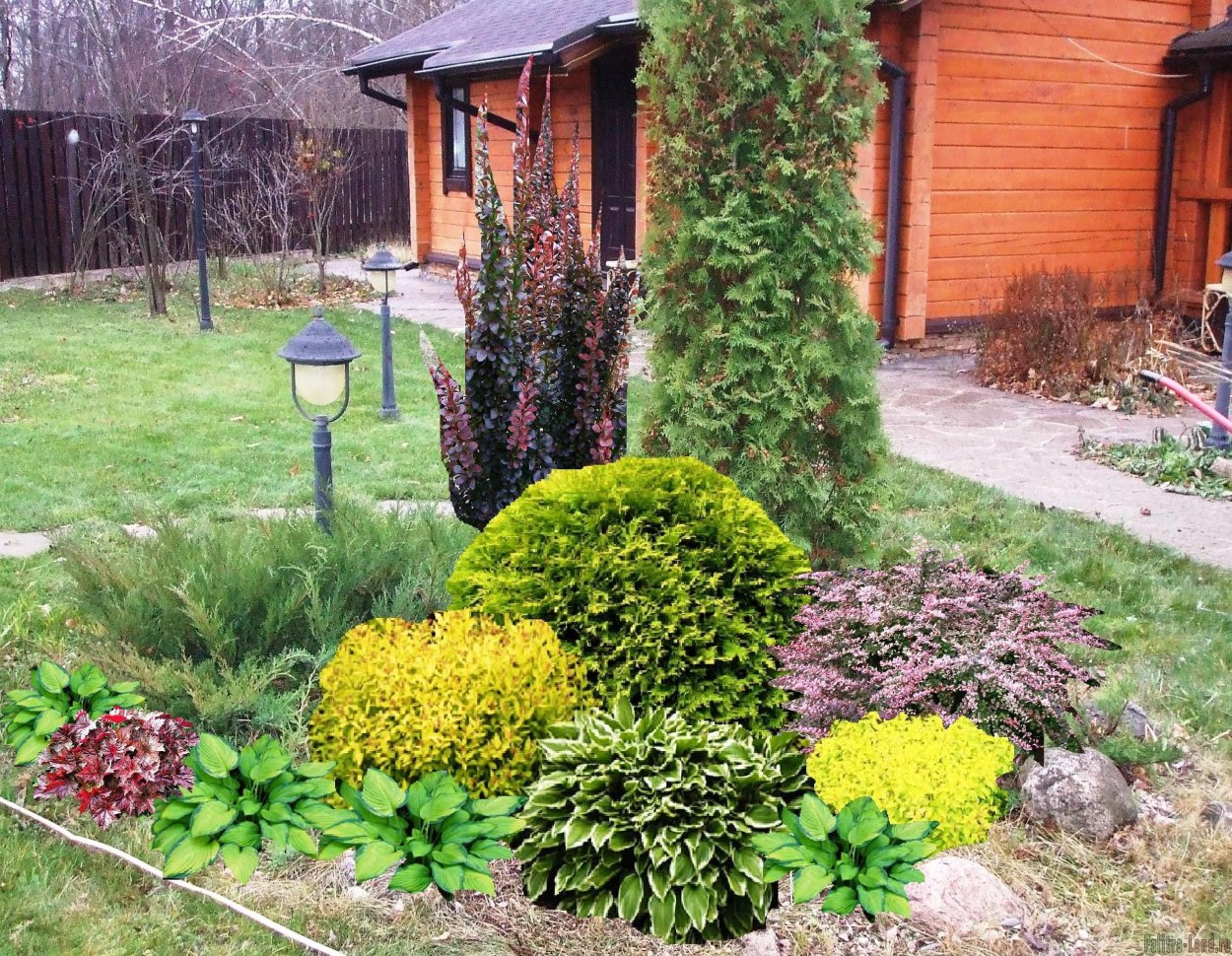 Туя Даника, туя Смарагд, многолетники