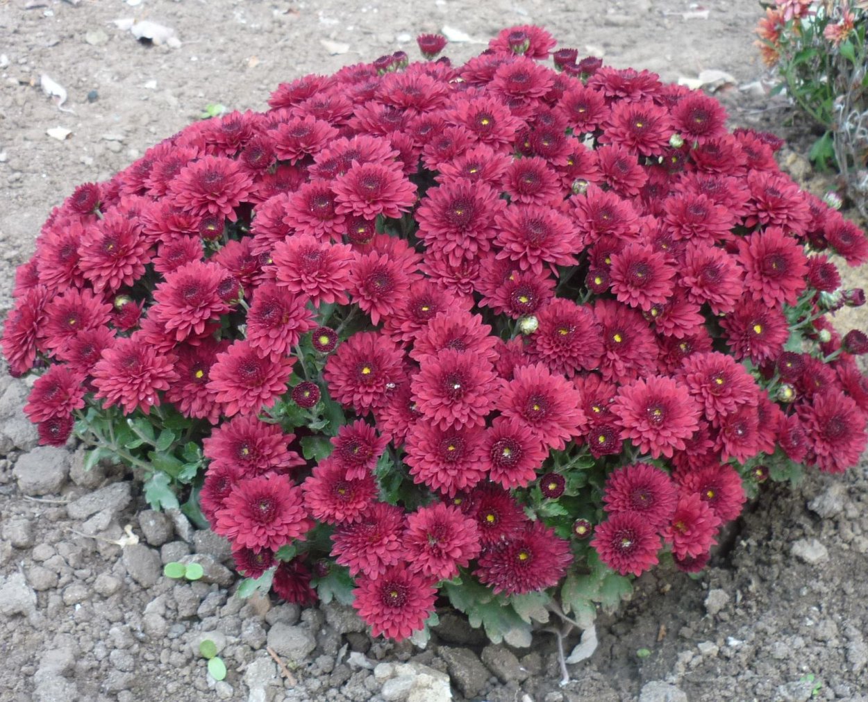 Хризантема корейская красуня