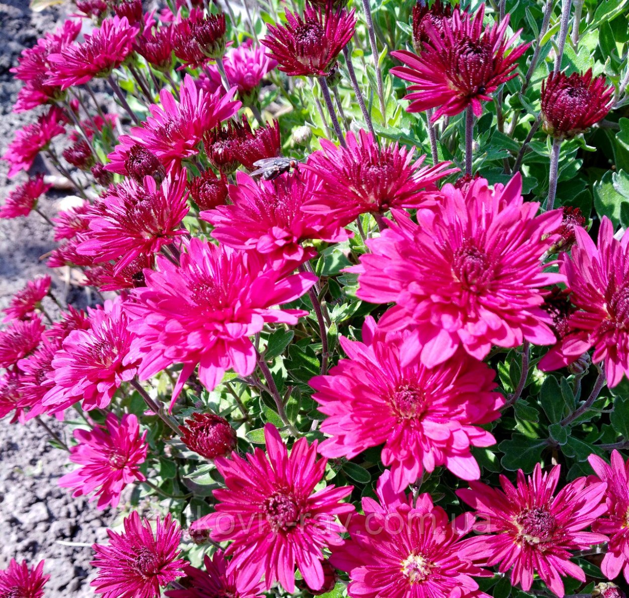 Хризантема корейская малиновая