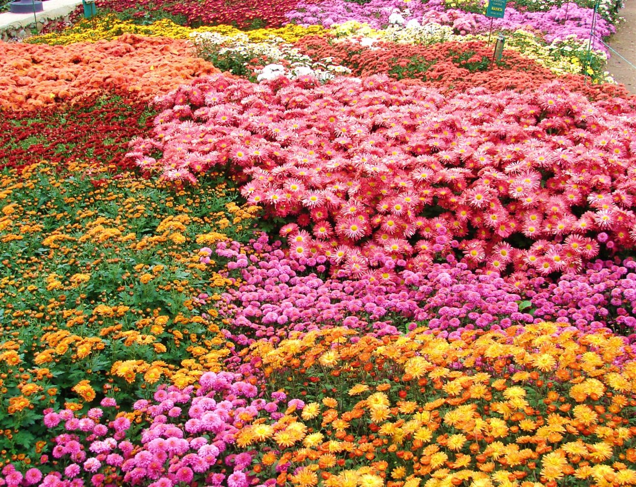 Хризантема бордюрная Нелли