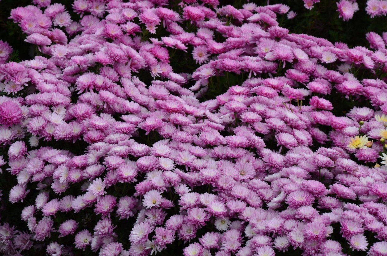 Хризантема мультифлора мелкоцветковая