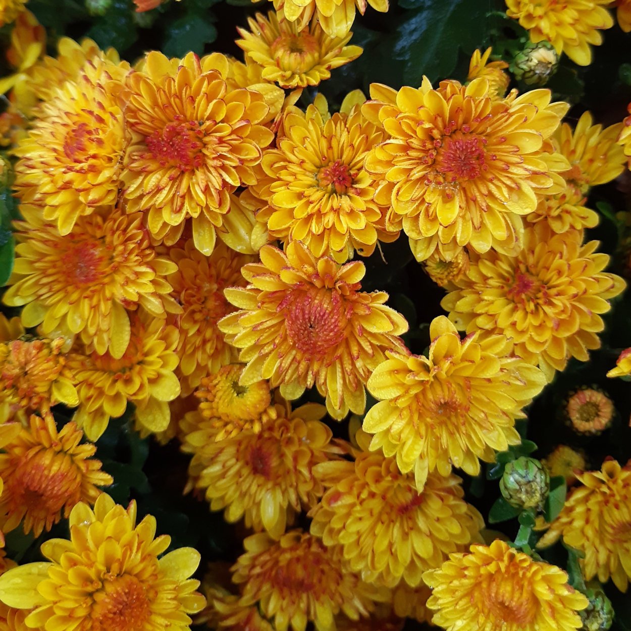 Хризантема Кинг Еллоу