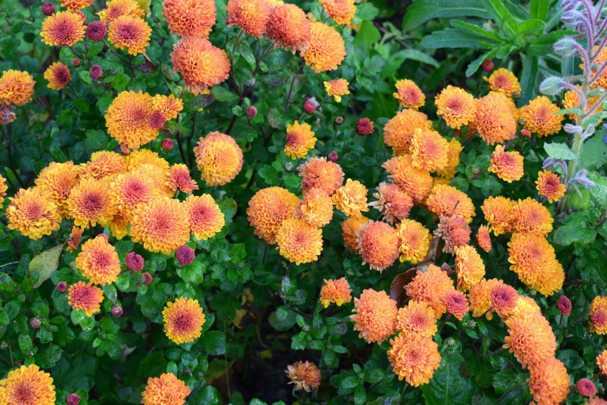 Гир гар Хризантема мультифлора