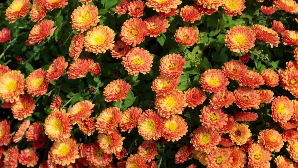 Хризантемы Рыжик сорт