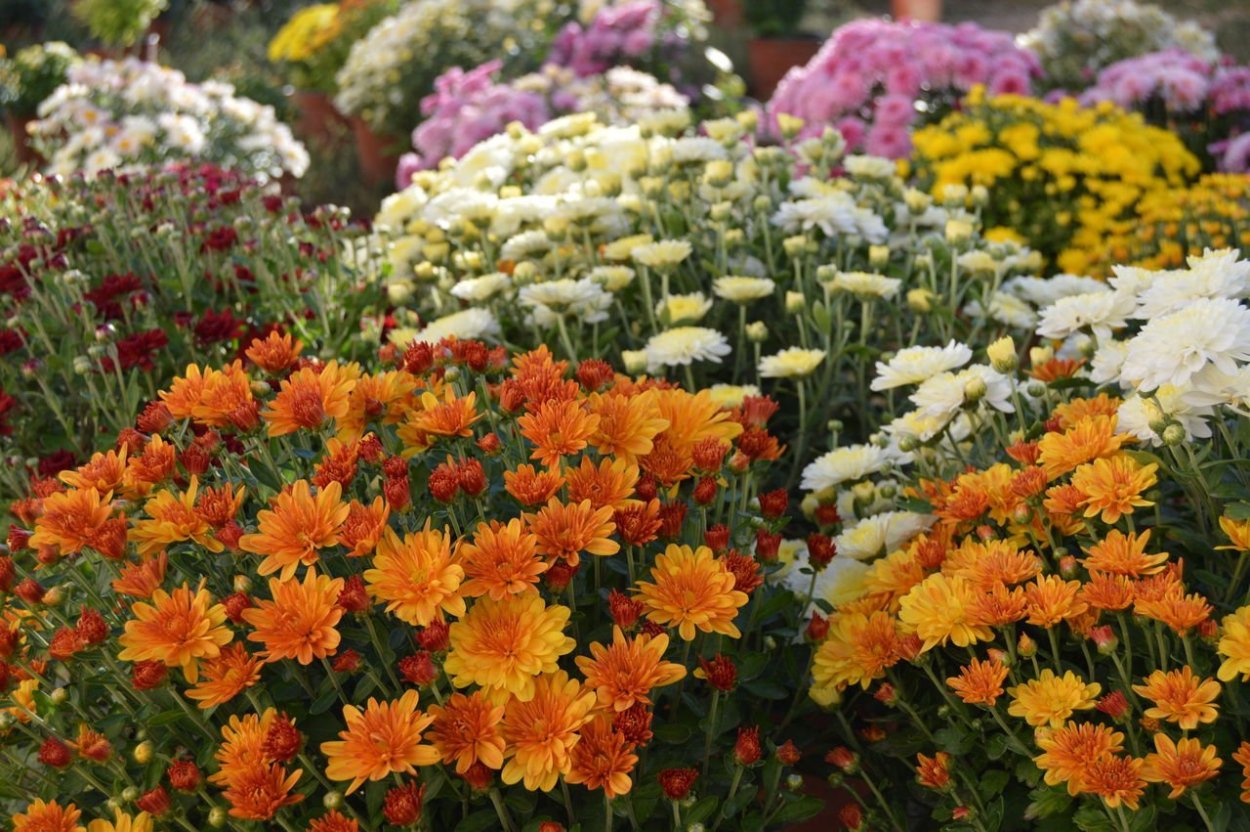 Хризантема мультифлора Ромашка