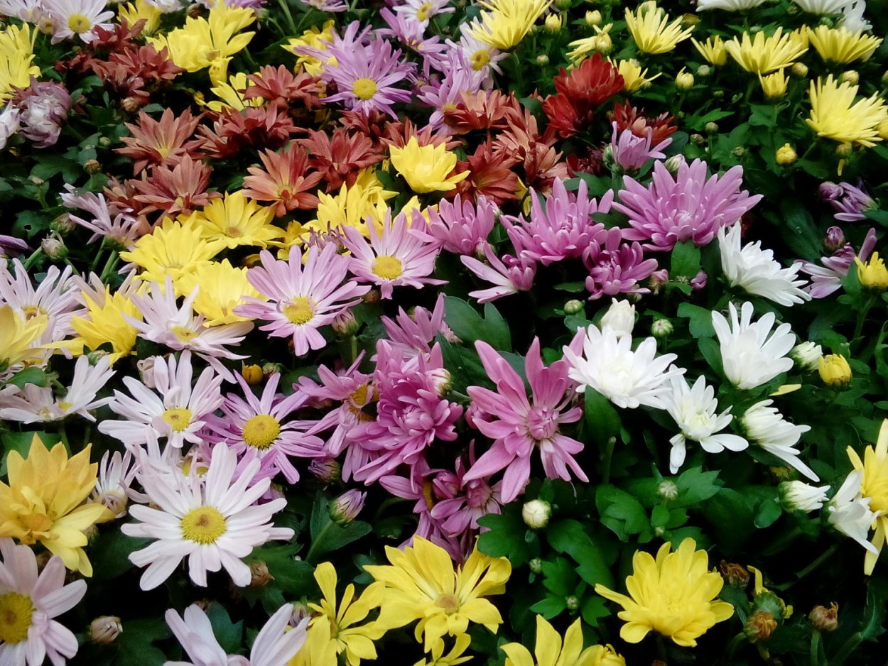 Многолетники хризантемы низкорослые