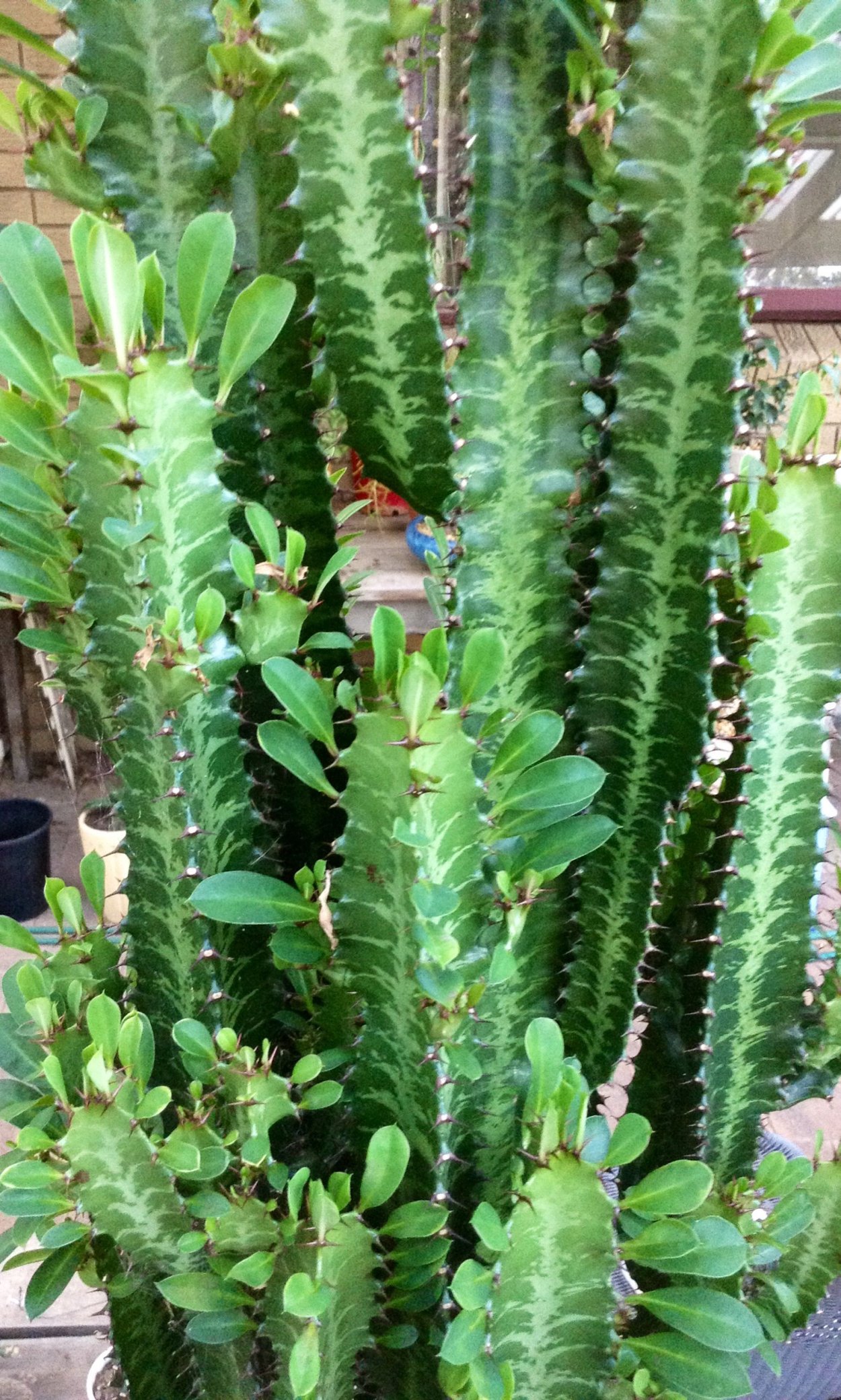 Молочай треугольный (Euphorbia Trigona)