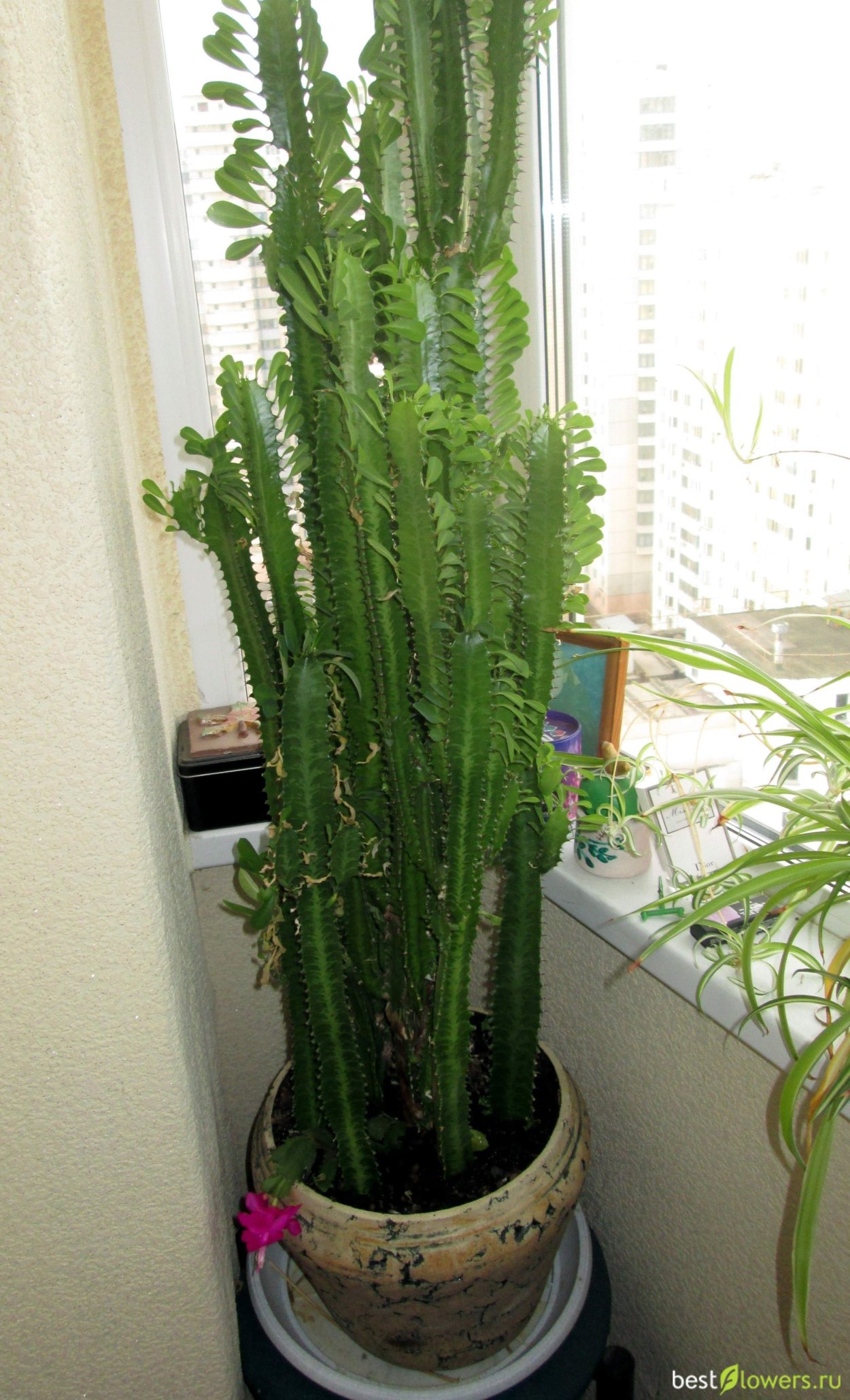 Молочай трехгранный