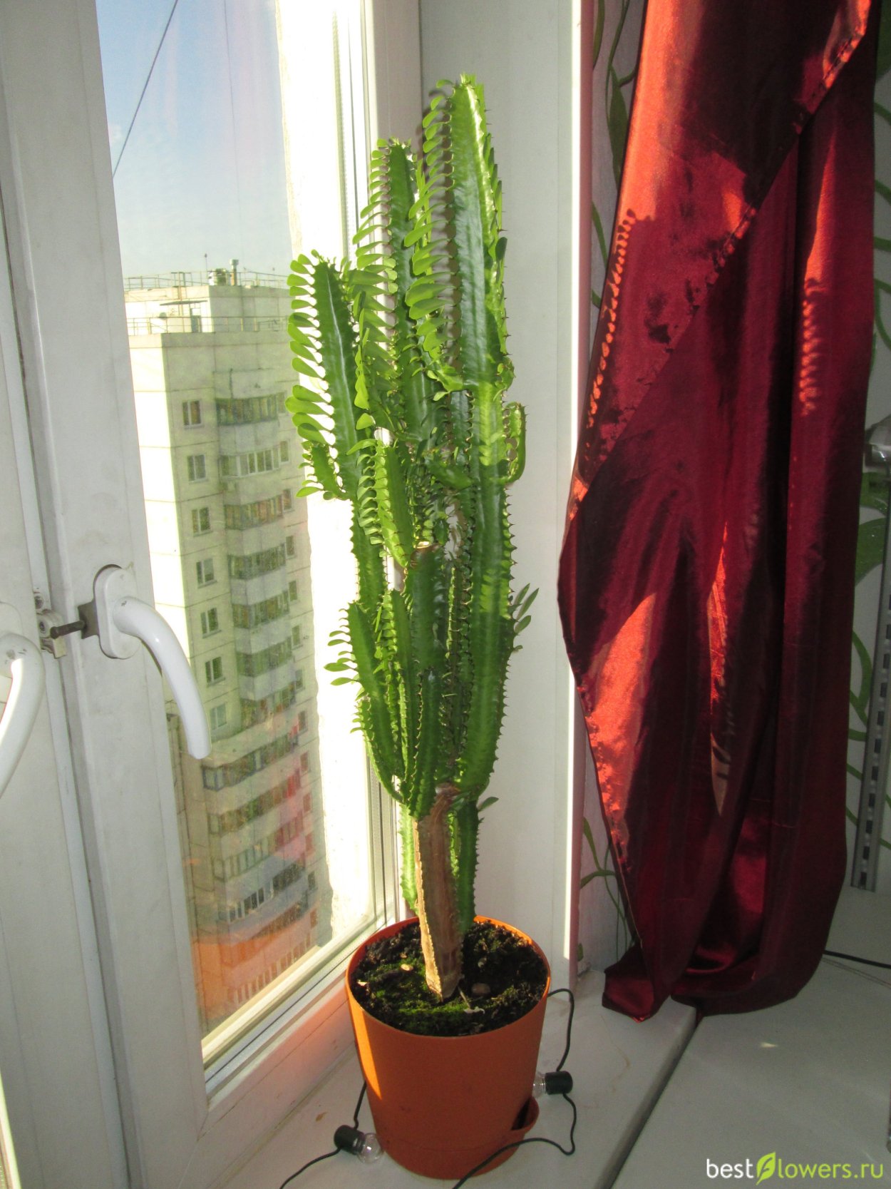 Молочай трехгранный в интерьере