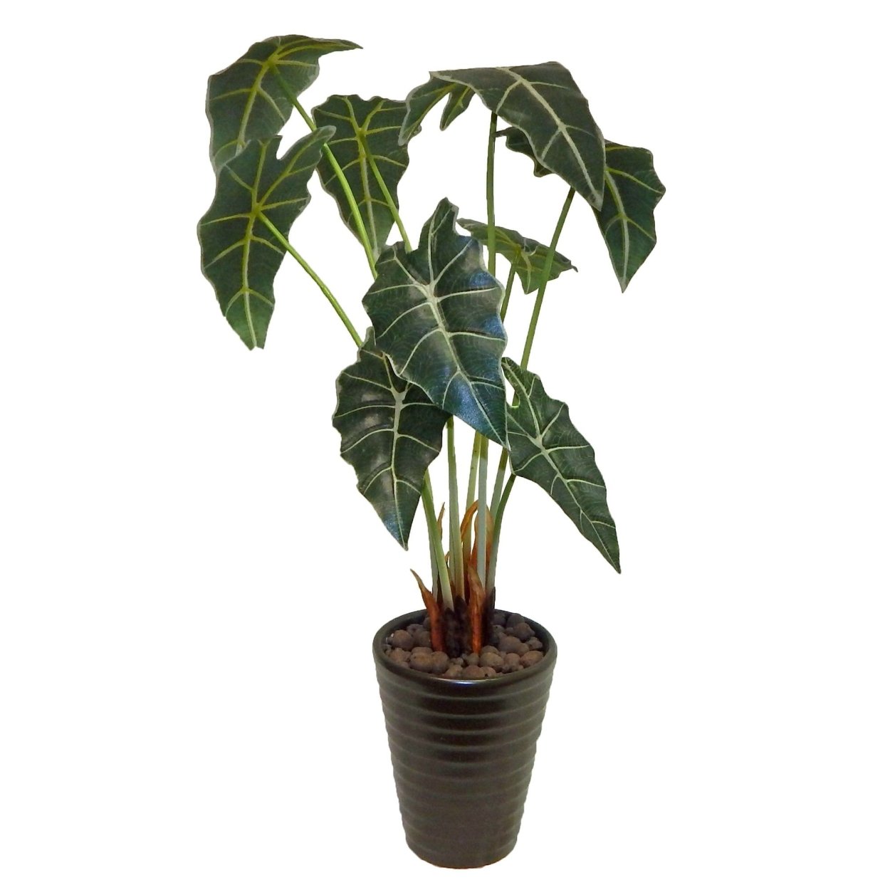 Алоказия Ivory Coast