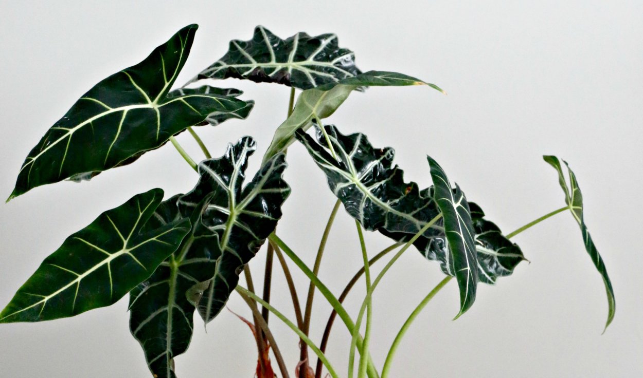 Алоказия Амазонская