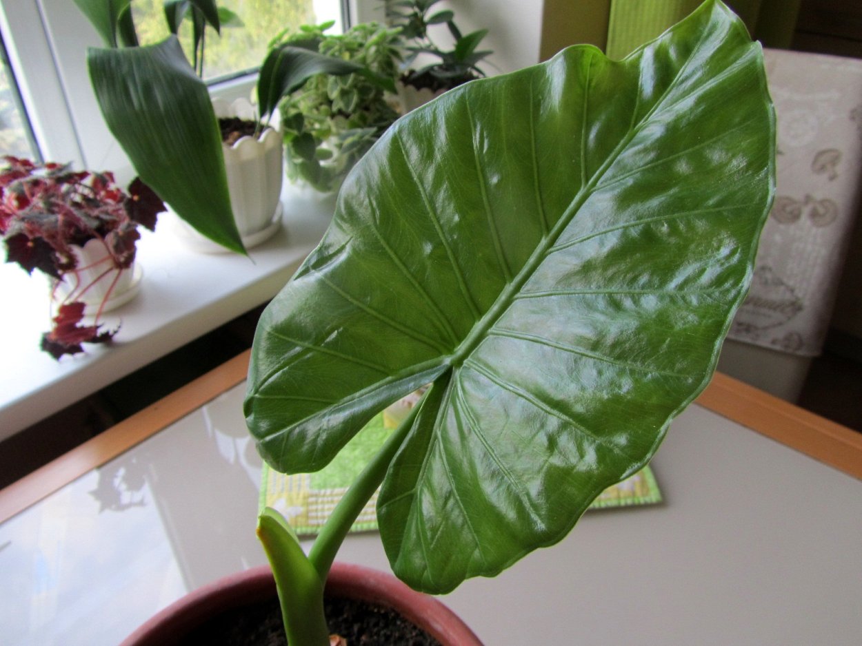 Alocasia monophylla