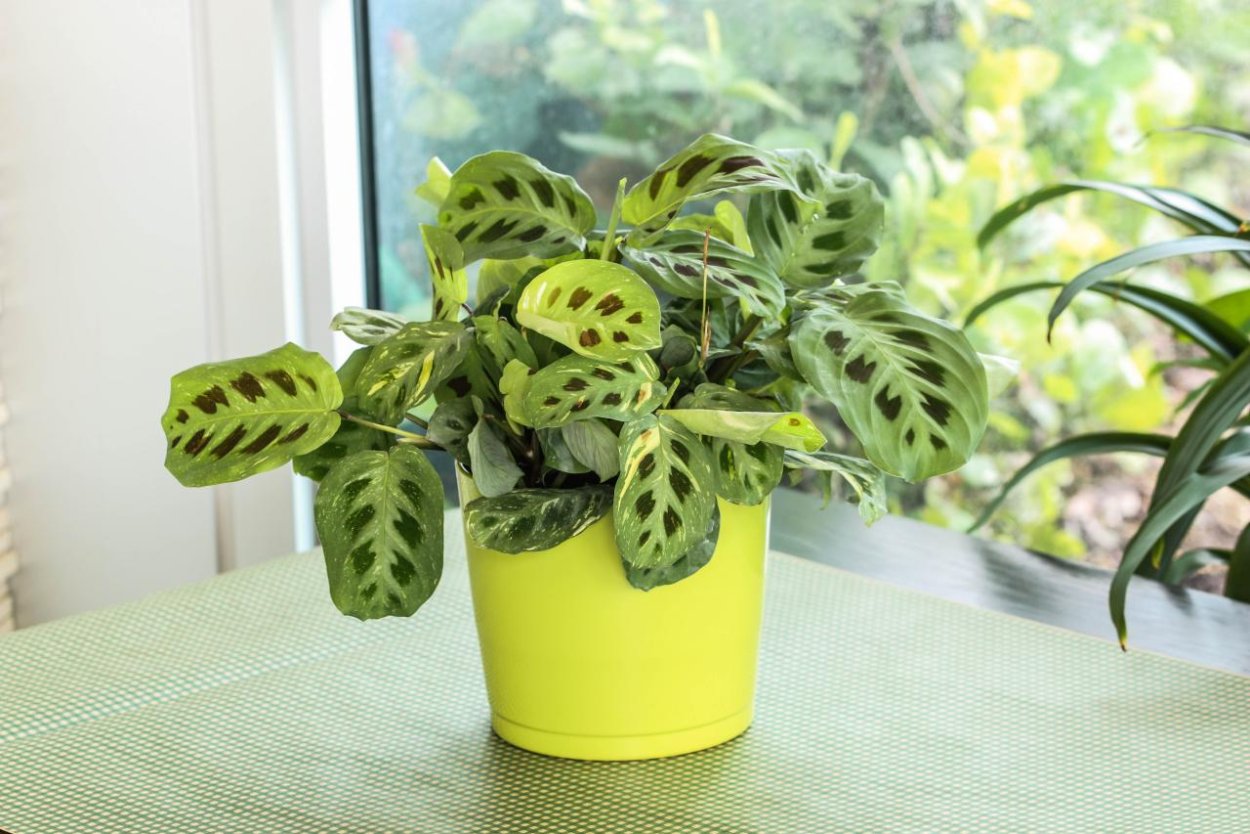 Алоказия Полли