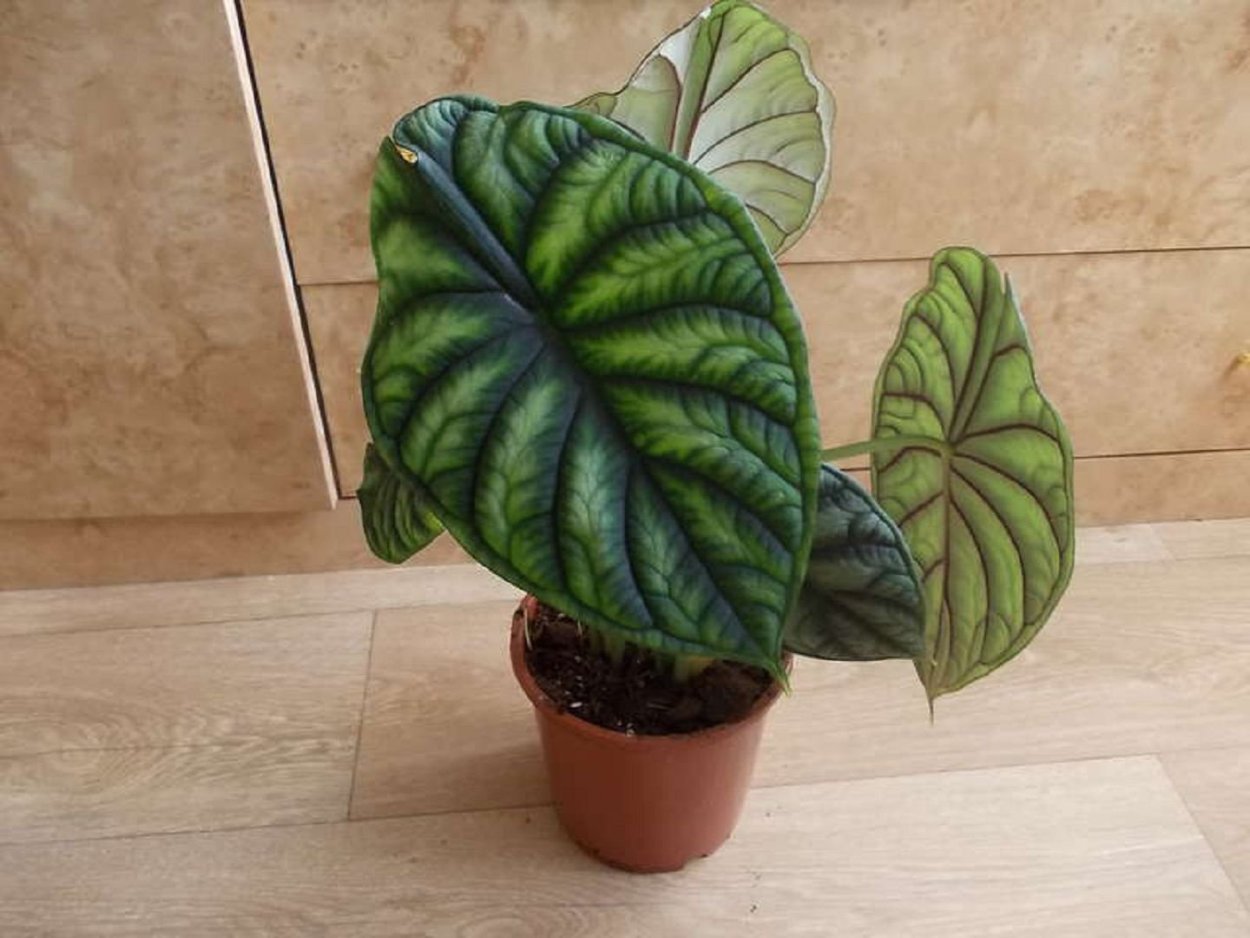 Алоказия драгон Скейл