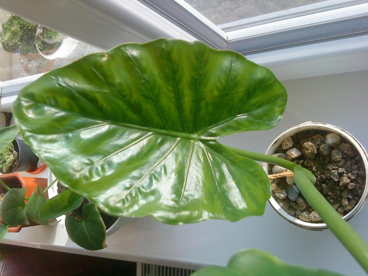 Аглаонема алоказия