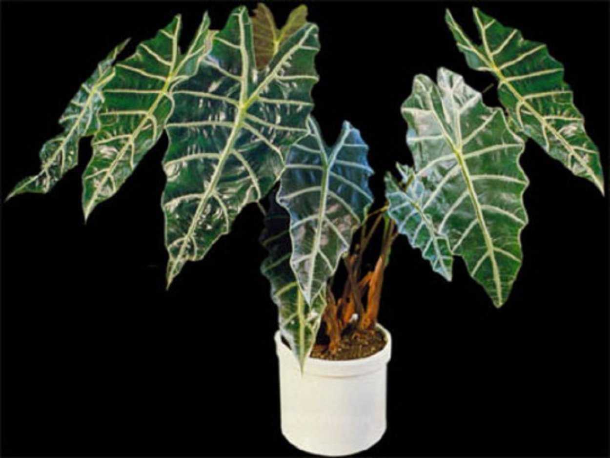 Алоказия плантс