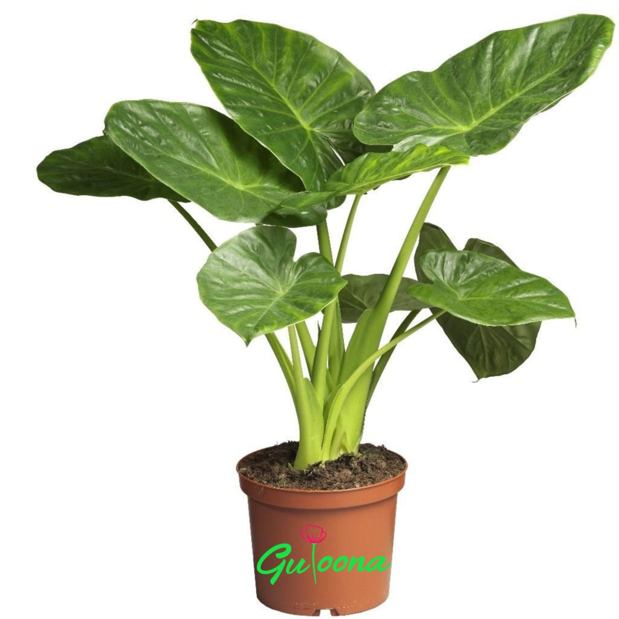 Алоказия Calidora