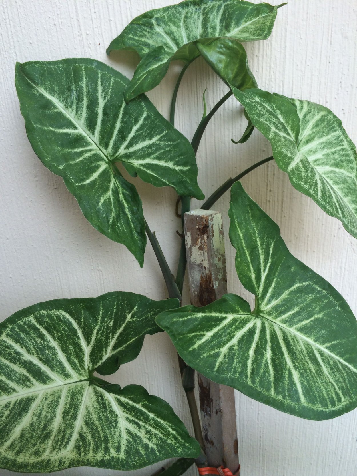 Арма цветок primeti