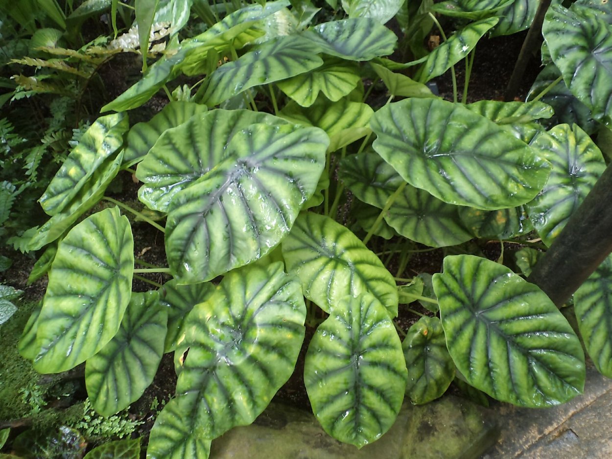 Клубчатая алоказия